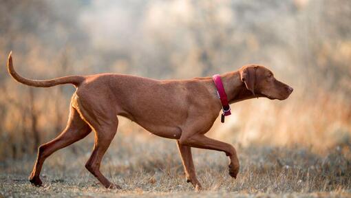 Do vizslas sale have webbed feet